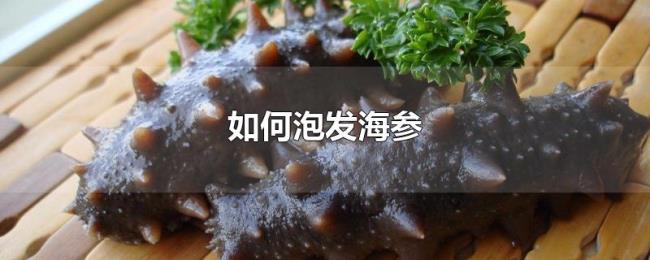 如何泡发海参