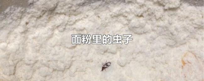 面粉里的虫子