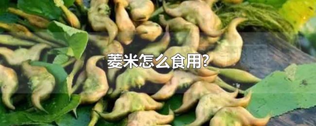 菱米怎么食用? 菱米怎么食用?