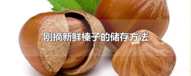 刚摘新鲜榛子的储存方法