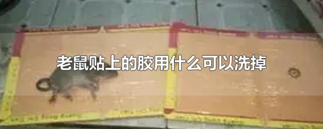 老鼠贴上的胶用什么可以洗掉 老鼠贴上的胶用什么可以洗掉