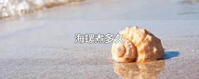 海螺煮多久