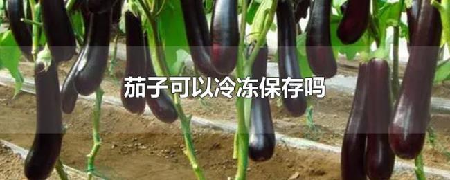 茄子可以冷冻保存吗 茄子可以冷冻保存吗