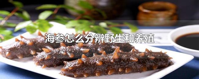 海参怎么分辨野生和养殖 海参怎么分辨野生和养殖