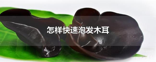 怎样快速泡发木耳