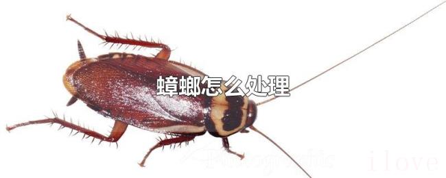 蟑螂怎么处理 蟑螂怎么处理