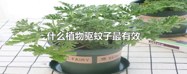 什么植物驱蚊子最有效