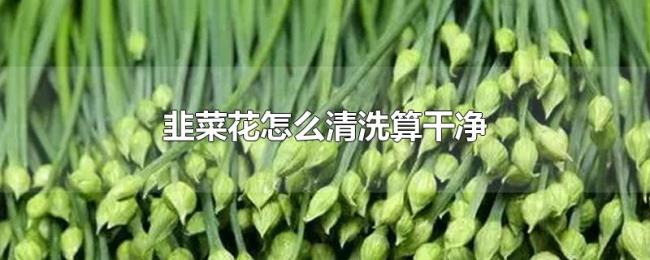 韭菜花怎么清洗算干净 韭菜花怎么清洗算干净