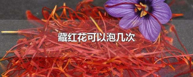 藏红花可以泡几次
