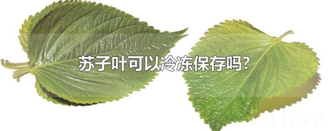 苏子叶可以冷冻保存吗? 苏子叶可以冷冻保存吗?