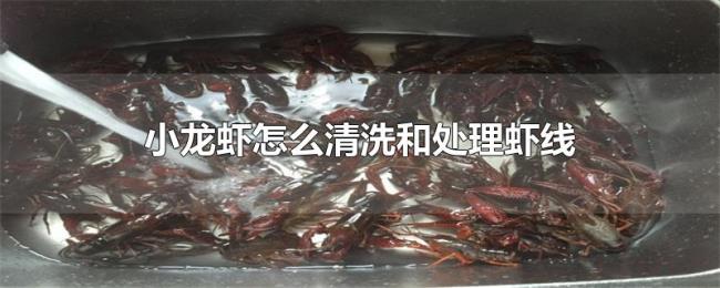 小龙虾怎么清洗和处理虾线 小龙虾怎么清洗和处理虾线