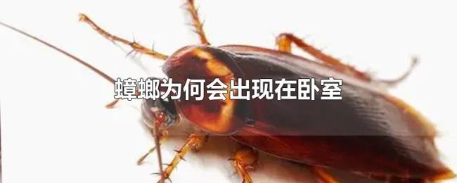 蟑螂为何会出现在卧室
