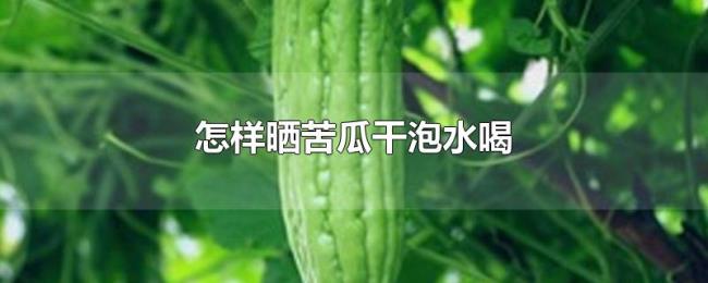 怎样晒苦瓜干泡水喝