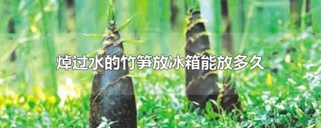 焯过水的竹笋放冰箱能放多久