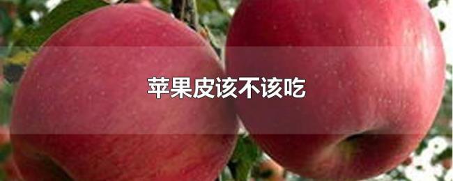 苹果皮该不该吃 苹果皮该不该吃