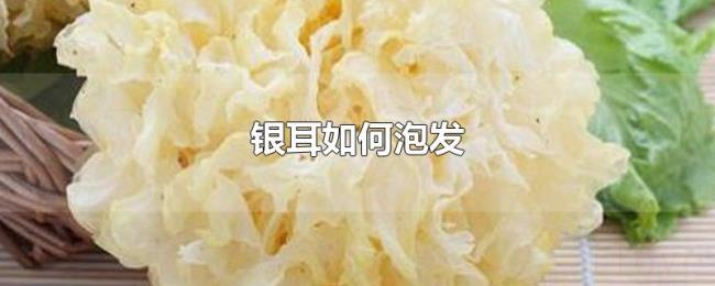 银耳如何泡发 银耳如何泡发