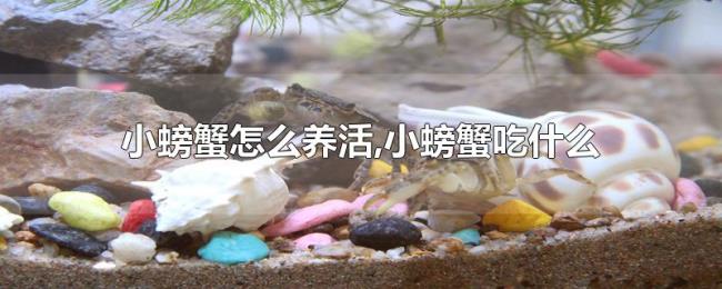 小螃蟹怎么养活,小螃蟹吃什么