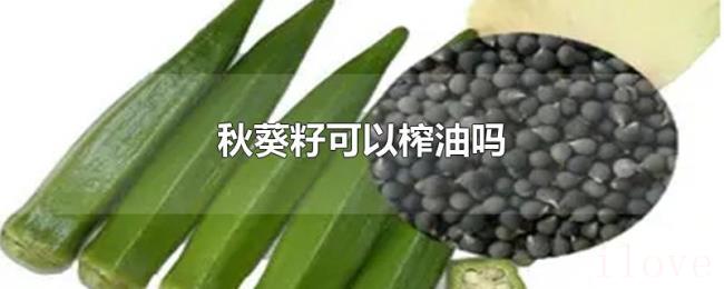 秋葵籽可以榨油吗 秋葵籽可以榨油吗
