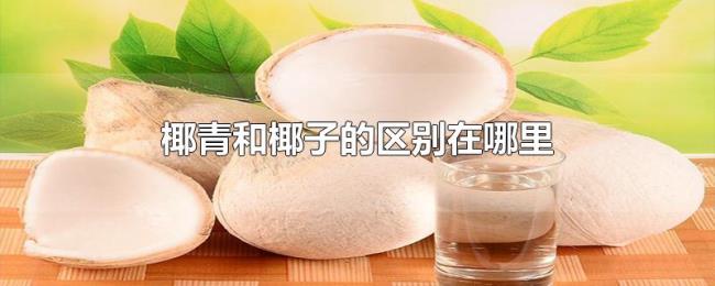 椰青和椰子的区别在哪里 椰青和椰子的区别在哪里