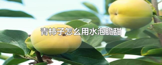 青柿子怎么用水泡脆甜 青柿子怎么用水泡脆甜