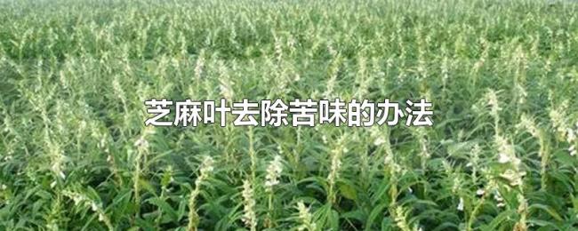 芝麻叶去除苦味的办法 芝麻叶去除苦味的办法