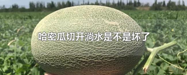 哈密瓜切开淌水是不是坏了 哈密瓜切开淌水是不是坏了