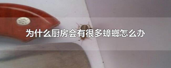 为什么厨房会有很多蟑螂怎么办 为什么厨房会有很多蟑螂怎么办