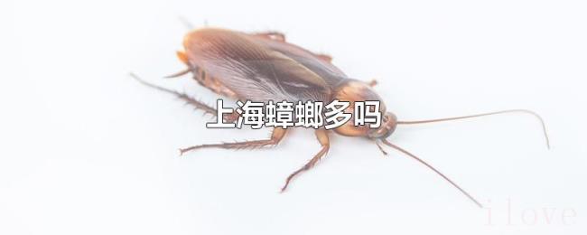 上海蟑螂多吗 上海蟑螂多吗