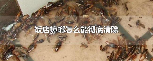 饭店蟑螂怎么能彻底清除