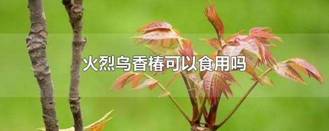火烈鸟香椿可以食用吗