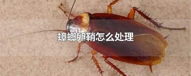 蟑螂卵鞘怎么处理 蟑螂卵鞘怎么处理