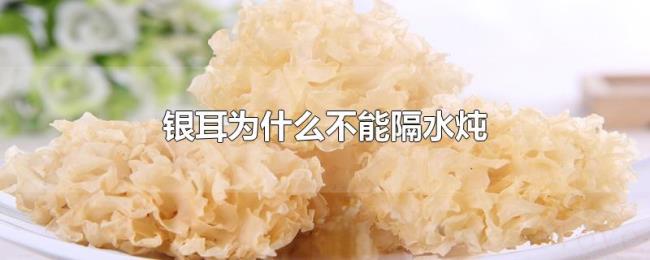 银耳为什么不能隔水炖