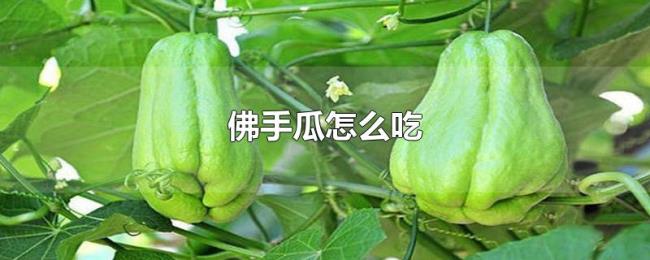 佛手瓜怎么吃