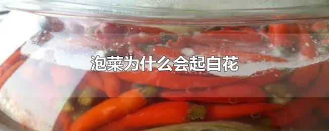泡菜为什么会起白花