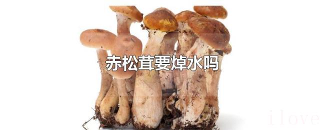 赤松茸要焯水吗 赤松茸要焯水吗