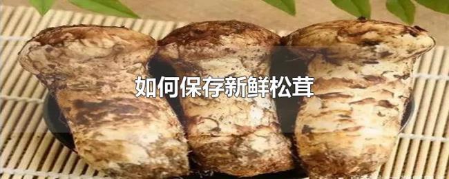 如何保存新鲜松茸