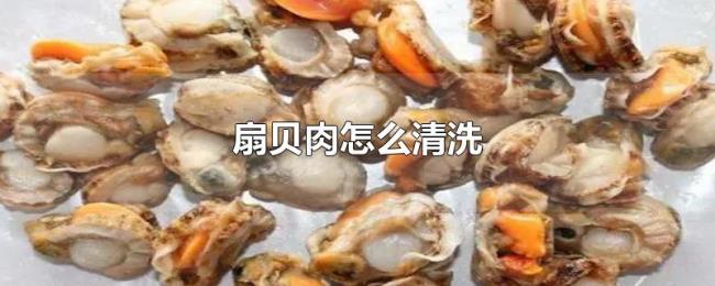扇贝肉怎么清洗 扇贝肉怎么清洗