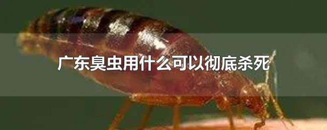 广东臭虫用什么可以彻底杀死 广东臭虫用什么可以彻底杀死