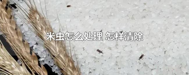 米虫怎么处理(怎样清除) 米虫怎么处理(怎样清除)