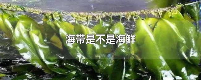 海带是不是海鲜 海带是不是海鲜