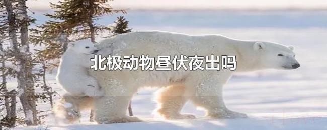 北极动物昼伏夜出吗