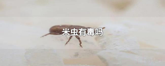 米虫有毒吗 米虫有毒吗
