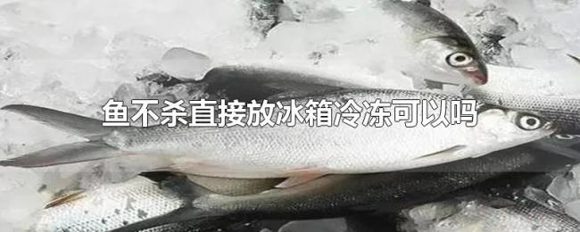 鱼不杀直接放冰箱冷冻可以吗 鱼不杀直接放冰箱冷冻可以吗