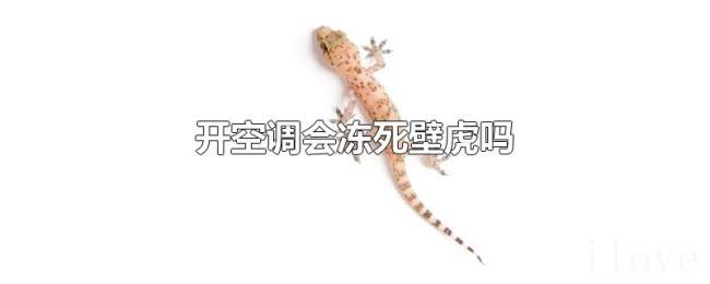 开空调会冻死壁虎吗