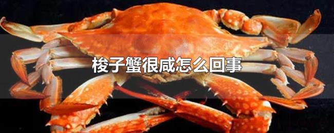 梭子蟹很咸怎么回事