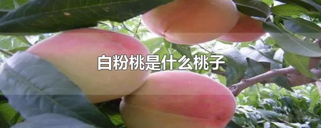 白粉桃是什么桃子