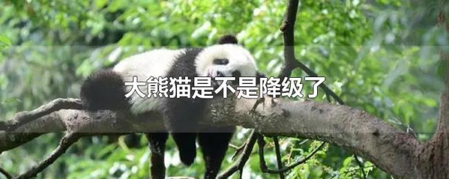 大熊猫是不是降级了 大熊猫是不是降级了