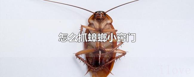 怎么抓蟑螂小窍门 怎么抓蟑螂小窍门