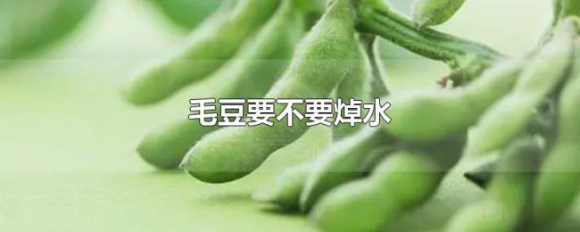 毛豆要不要焯水 毛豆要不要焯水