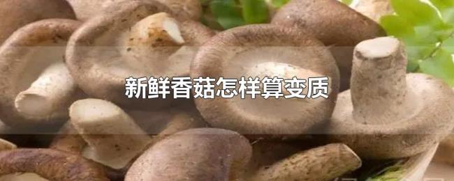 新鲜香菇怎样算变质